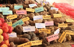 tubercule peruvien